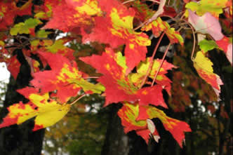 leaves